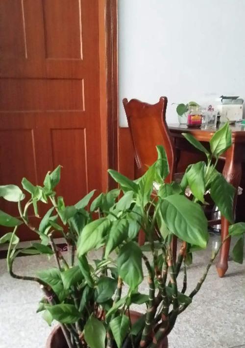 厚脸皮叶子蔫了怎么办？如何快速恢复植物活力？