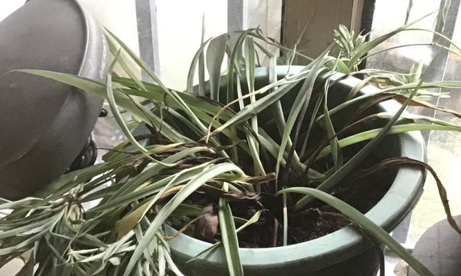 厚脸皮叶子蔫了怎么办？如何快速恢复植物活力？
