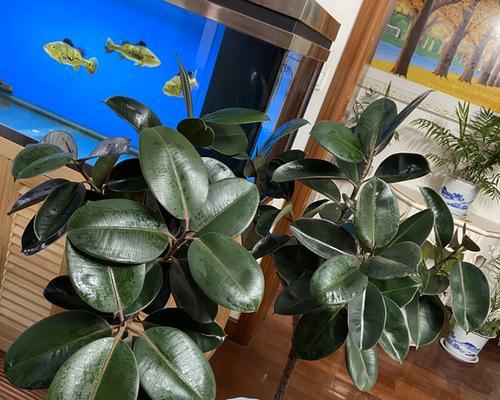 厚脸皮植物有毒吗？室内养护需要注意什么？