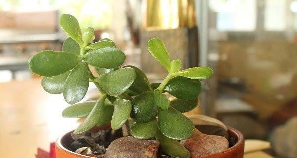 厚脸皮植物有毒吗？室内养护需要注意什么？