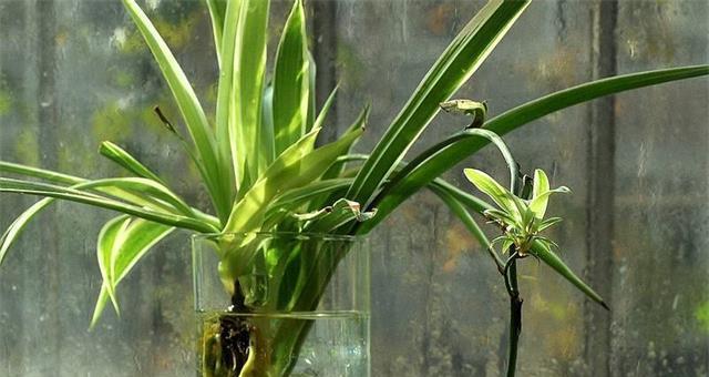 厚脸皮植物水培可行吗？水培养殖方法是什么？