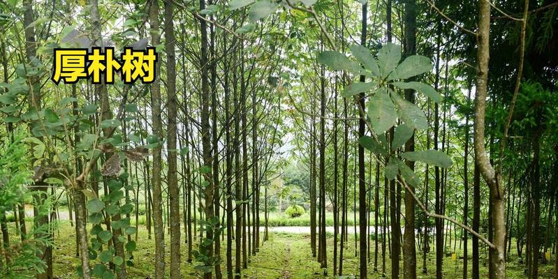厚朴生长需要什么样的环境条件？哪些地方最适合种植厚朴？