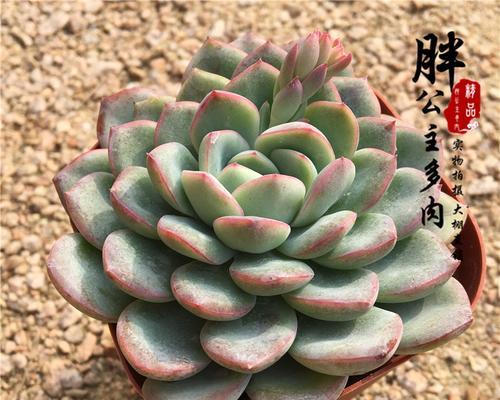 厚叶月影多肉养殖技巧？如何让其达到最佳状态？