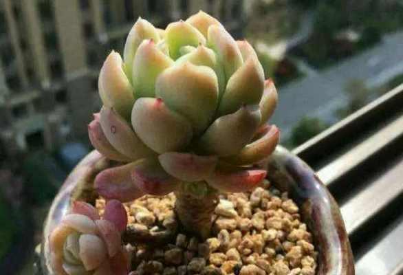 厚叶月影多肉养殖技巧？如何让其达到最佳状态？