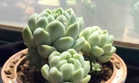厚叶月影多肉养殖技巧？如何让其达到最佳状态？