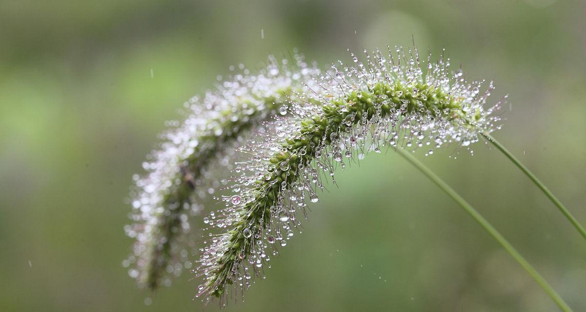 狐尾草冬天会冻死吗？如何在寒冷季节保护狐尾草？