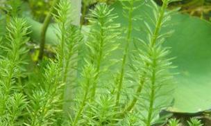 狐尾草养护技巧有哪些？如何确保狐尾草生长旺盛？