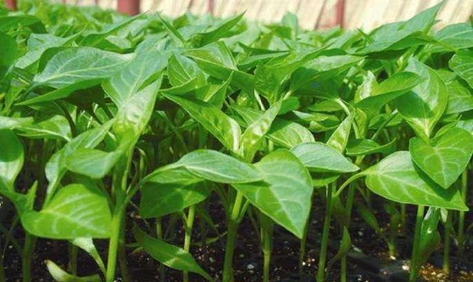 胡椒的生长周期是多长时间？如何优化种植管理？