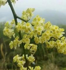 胡椒花又叫什么花？胡椒花的别名有哪些？
