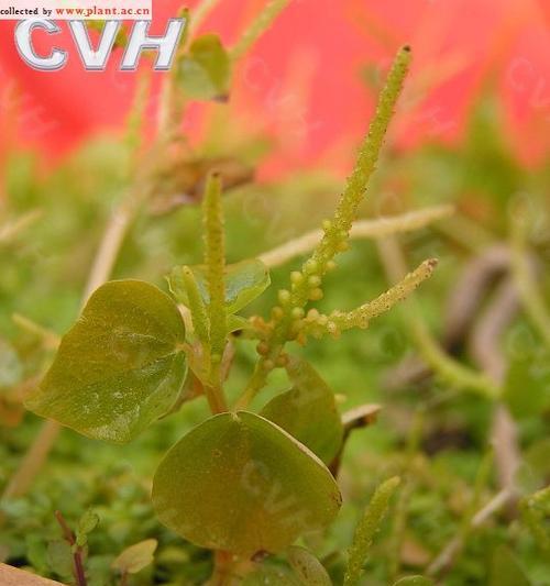 胡椒花又叫什么花？胡椒花的别名有哪些？