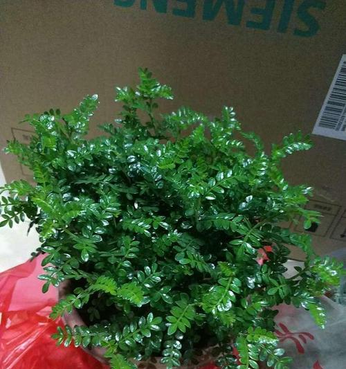 胡椒木的功效与作用是什么？常见问题有哪些解答？
