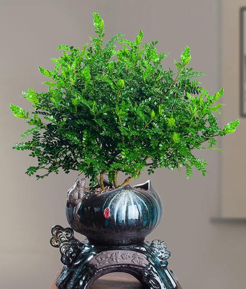 胡椒木的功效与作用是什么？常见问题有哪些解答？