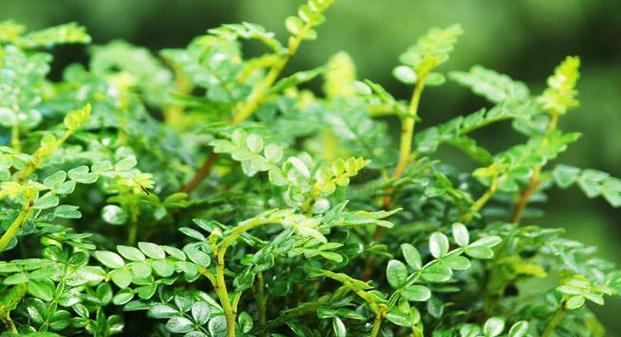 胡椒木会开花吗？胡椒木的花朵有哪些特征？