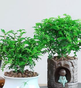 胡椒木净化空气效果如何？吸甲醛能力怎么样？