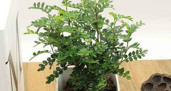 胡椒木适合家里养吗？家里种植胡椒木风水好吗？
