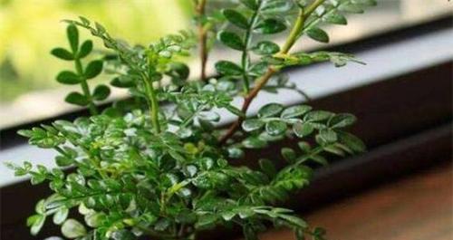 胡椒木适合家里养吗？家里种植胡椒木风水好吗？
