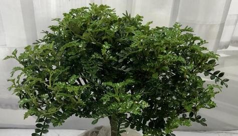 胡椒木喜阳光吗？光照需求及种植建议是什么？