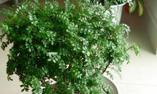 胡椒木喜阳光吗？光照需求及种植建议是什么？
