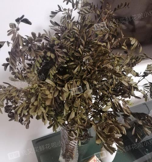 胡椒木喜阴还是喜阳？如何正确养护胡椒木？