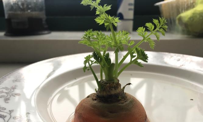 胡萝卜的生长周期是多长时间？如何优化种植管理？