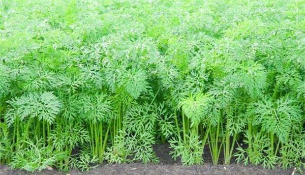 胡萝卜的生长周期是多长时间？如何优化种植管理？