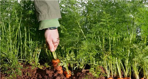 胡萝卜怎么种？最佳种植时间是什么时候？