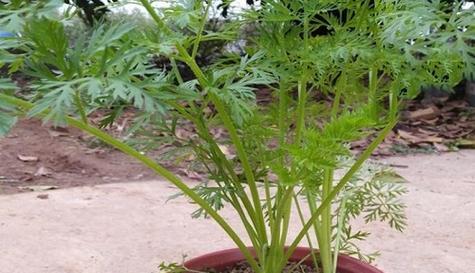 胡萝卜怎么种？最佳种植时间是什么时候？
