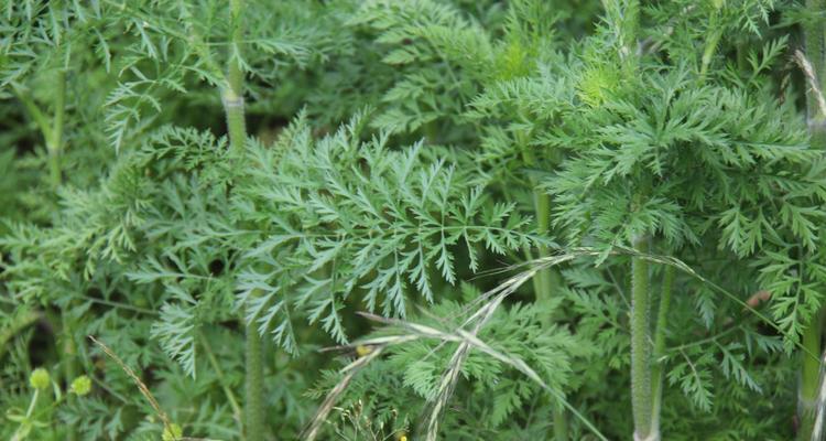 冬天种植胡萝卜会冻死吗？如何防止胡萝卜冻害？
