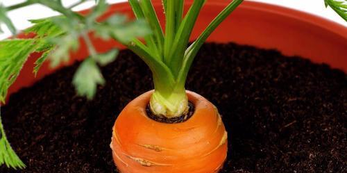 种植胡萝卜需要多少天才能成熟？