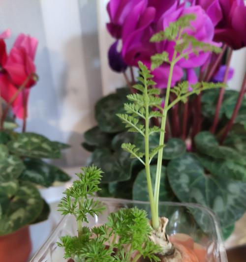 种植胡萝卜需要多少天才能成熟？