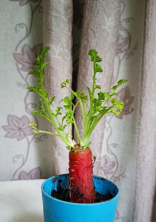 胡萝卜出苗慢怎么办？快速种植技巧有哪些？