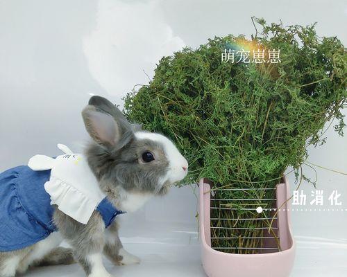胡萝卜浇水频率是多少天一次？如何确保水分充足？