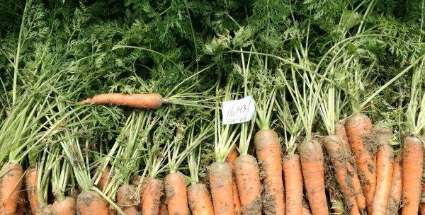 胡萝卜几月份种植最合适？如何确保高产？