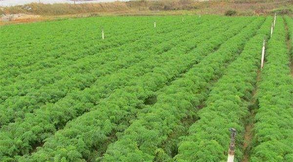 胡萝卜几月份种植最合适？掌握最佳种植时间指南
