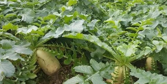 胡萝卜几月份种植最合适？掌握最佳种植时间指南