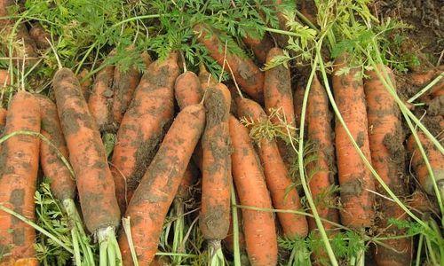 胡萝卜几月份种植最合适？掌握最佳种植时间指南