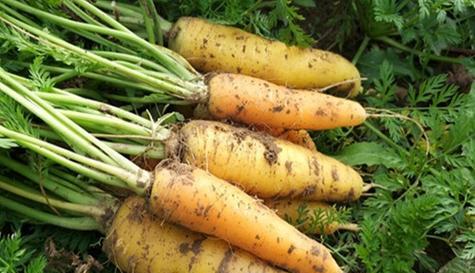 胡萝卜最佳种植时间是什么时候？适合哪个季节种植？