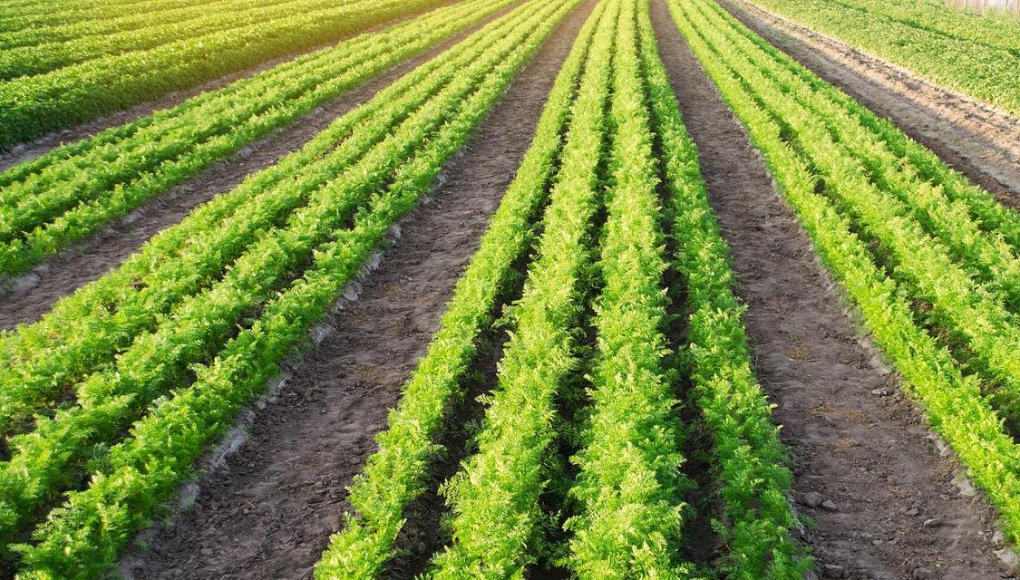 胡萝卜的最佳种植时间是什么时候？春季还是秋季？
