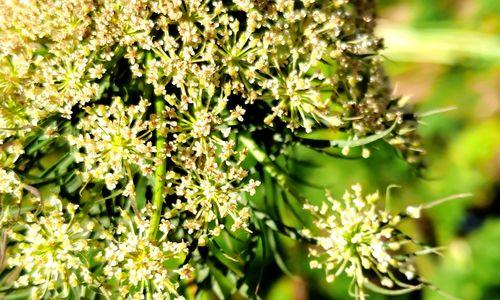 胡萝卜开花后是否仍然可食用？