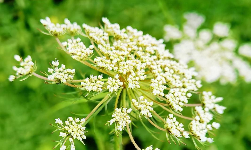 胡萝卜会开花吗？开花时是什么样子的？