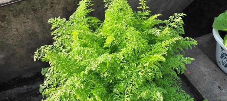 胡萝卜苗可以移栽吗？移栽的最佳时间和方法是什么？