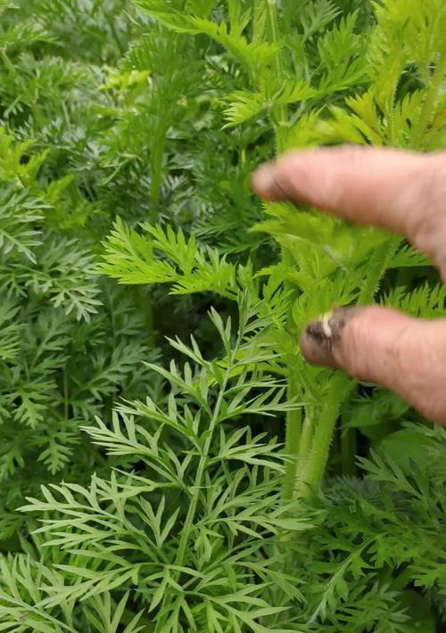 胡萝卜能耐受的最低温度是多少？种植时需要注意什么？