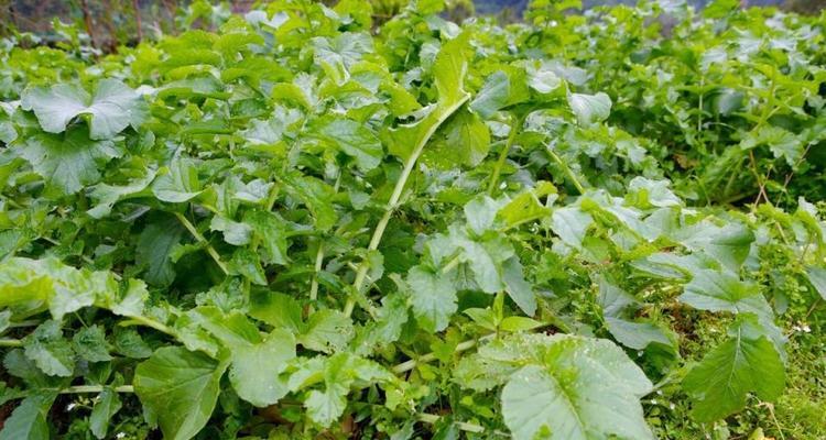 胡萝卜什么时候种植最合适？春季还是秋季？