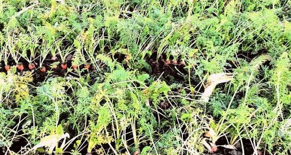 胡萝卜什么时候种植最合适？春季还是秋季？