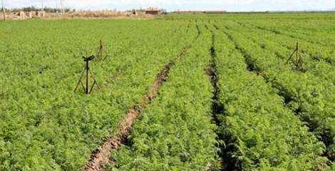 胡萝卜的最佳种植时间是什么时候？种植后多久可以收获？