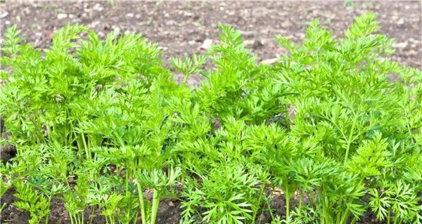 胡萝卜属于什么根系的植物？它的生长特点是什么？