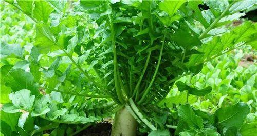 胡萝卜属于什么根系的植物？它的生长特点是什么？