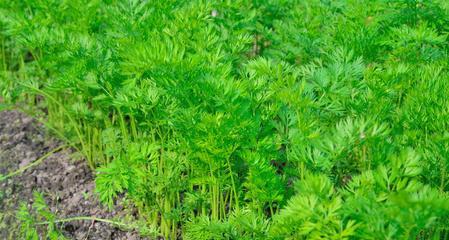 胡萝卜是植物吗？它属于哪个科的植物？