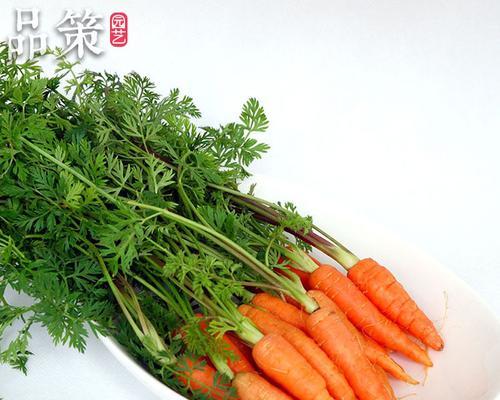 胡萝卜是果实吗？揭秘胡萝卜的植物学分类！！