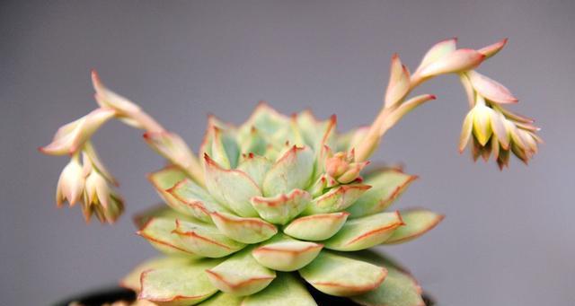 胡萝卜水浇多肉植物好吗？正确使用方法是什么？